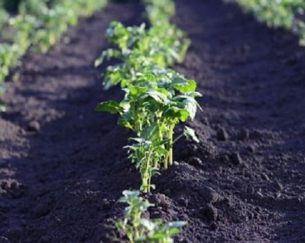 When and how to sprinkle potatoes correctly, why and what is it for?