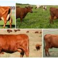 Description and characteristics of red steppe cows, their content