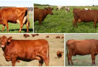 Description and characteristics of cows of the red steppe breed, their content