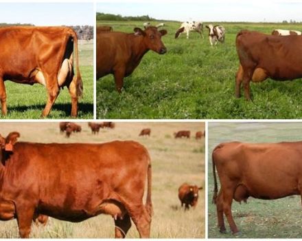 Description and characteristics of red steppe cows, their content