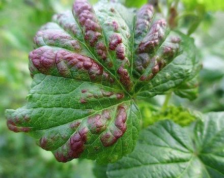 Description of diseases and pests of currants, treatment and control of them