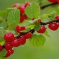 Descripción de variedades de cerezas de fieltro, plantación y cuidado, propagación por esquejes y podas.