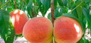 How to care for peaches in summer, autumn and spring during ripening and fruiting