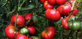 Caractéristiques et description de la variété de tomate Mammoth, son rendement