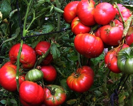 Caractéristiques et description de la variété de tomate Mammoth, son rendement