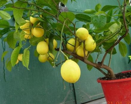 Description of Pavlovsky lemon, planting and care at home