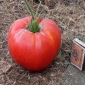 Characteristics and description of the variety of tomatoes Fat monk