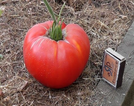 Characteristics and description of the variety of tomatoes Fat monk