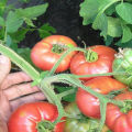 Description of the Great Warrior tomato variety and its characteristics