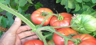 Description of the Great Warrior tomato variety and its characteristics