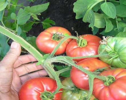 Description de la variété de tomate Great Warrior et de ses caractéristiques