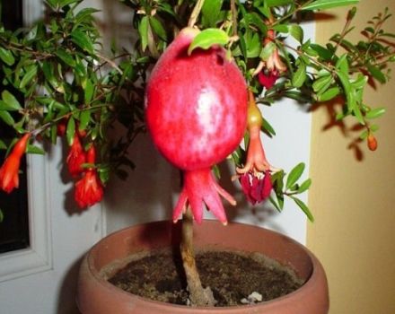 How can you grow a pomegranate from a stone and the rules of planting and care at home