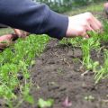 Cómo adelgazar las zanahorias en campo abierto en el jardín.