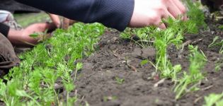 Cómo adelgazar las zanahorias en campo abierto en el jardín.