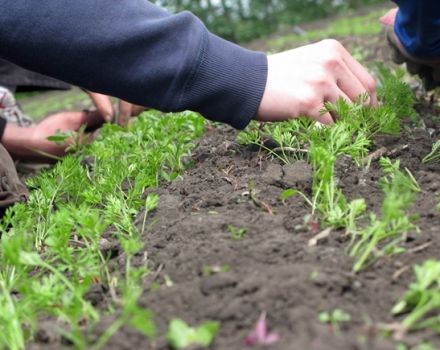 Comment éclaircir les carottes en plein champ dans le jardin