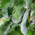 The reasons for the appearance of powdery mildew on an apple tree, how to fight and what to do for treatment