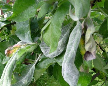 The reasons for the appearance of powdery mildew on an apple tree, how to fight and what to do for treatment