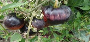 Description de la variété de tomate Bijou Améthyste et ses caractéristiques