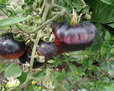 Description of the variety of tomato Amethyst jewel and its characteristics