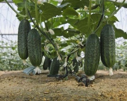 Descripción de la variedad de pepino Mirabella, características de cultivo y cuidado.