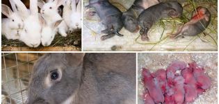 Pourquoi une lapine mange-t-elle parfois ses bébés et comment prévenir le cannibalisme