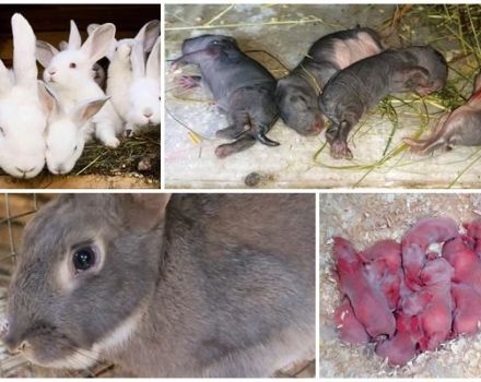 Why does a female rabbit sometimes eat her babies and how to prevent cannibalism