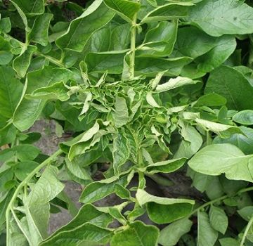 Why do potato leaves curl, what to do and how to treat it?