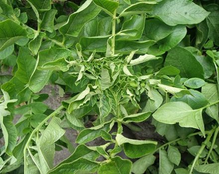 Why do potato leaves curl, what to do and how to treat?