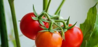 Description de la variété de tomate Gift, ses caractéristiques et sa productivité