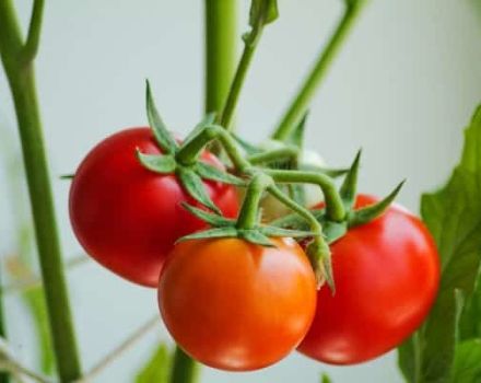 Descripción de la variedad de tomate Gift, sus características y productividad