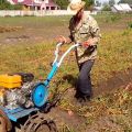 How to dig and harvest potatoes using a walk-behind tractor