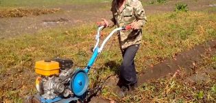 How to dig and harvest potatoes using a walk-behind tractor