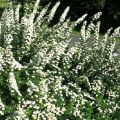 Description et caractéristiques de Spirea Nippon Snowmound, plantation et entretien