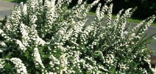 Descripción y características de Spirea Nippon Snowmound, plantación y cuidado.