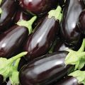 TOP 15 varieties of eggplant for a polycarbonate greenhouse, cultivation and care, planting scheme