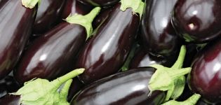 TOP 15 varieties of eggplant for a polycarbonate greenhouse, cultivation and care, planting scheme