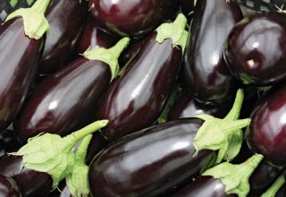 TOP 15 variétés d'aubergines pour une serre en polycarbonate, culture et entretien, schéma de plantation