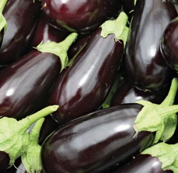 TOP 15 variétés d'aubergines pour une serre en polycarbonate, culture et entretien, schéma de plantation