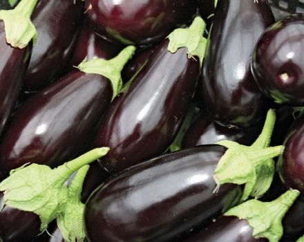 TOP 15 variétés d'aubergines pour une serre en polycarbonate, culture et entretien, schéma de plantation