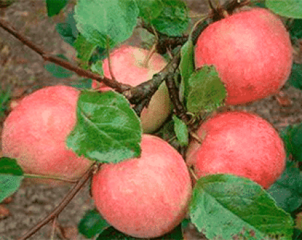 Description, characteristics and subspecies of the Uslada apple tree, the subtleties of growing