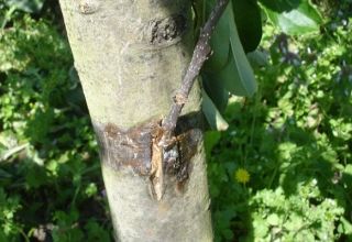 What can you plant a columnar apple tree on and how to do it correctly