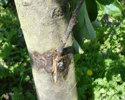 What can you plant a columnar apple tree on and how to do it correctly