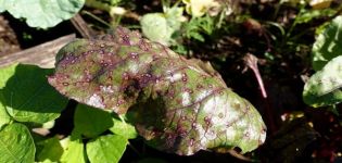 Qué hacer si aparecen manchas marrones o marrones en las hojas de remolacha, cómo tratar