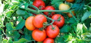 Description and characteristics of Katyusha tomato, its cultivation