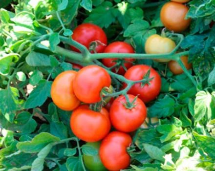 Description et caractéristiques de la tomate Katyusha, sa culture