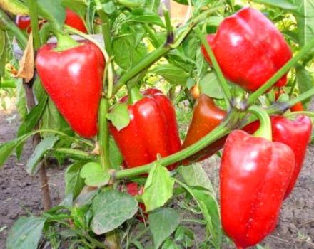 Productividad, características y descripción de la variedad de pimiento Bogatyr.