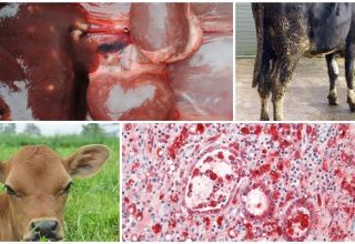 Sebab dan gejala coccidiosis pada lembu, rawatan dan pencegahan