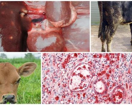 Causes and symptoms of coccidiosis in cattle, treatment and prevention