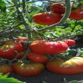 Características y descripción de la variedad de tomate sorpresa Andreevsky.