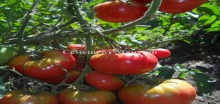 Caractéristiques et description de la variété de tomate Andreevsky surprise